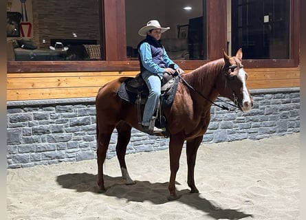 American Quarter Horse, Castrone, 14 Anni, Sauro ciliegia