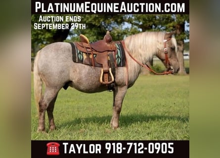 American Quarter Horse, Castrone, 15 Anni, 119 cm, Baio