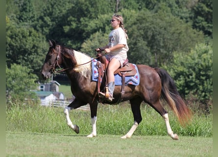 American Quarter Horse, Castrone, 15 Anni, 142 cm, Tobiano-tutti i colori