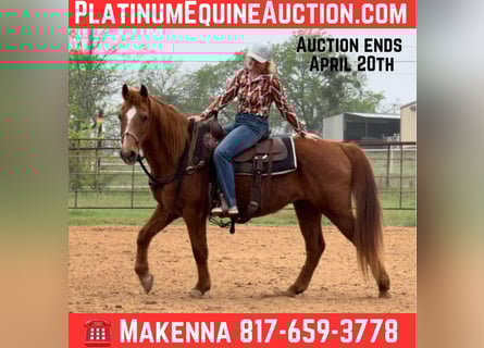 American Quarter Horse, Castrone, 15 Anni, 145 cm, Sauro ciliegia