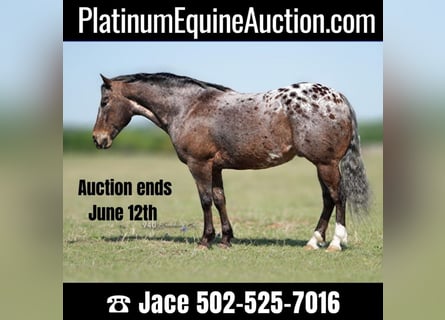 American Quarter Horse, Castrone, 15 Anni, 147 cm, Sauro scuro