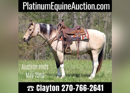 American Quarter Horse, Castrone, 15 Anni, 147 cm, Tobiano-tutti i colori