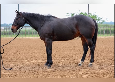 American Quarter Horse, Castrone, 15 Anni, 150 cm, Baio
