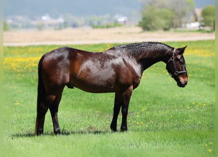 American Quarter Horse, Castrone, 15 Anni, 150 cm, Baio