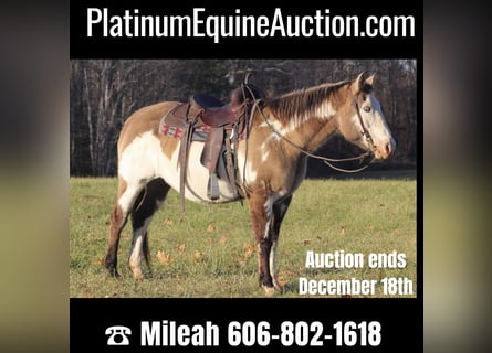 American Quarter Horse, Castrone, 15 Anni, 150 cm, Overo-tutti i colori