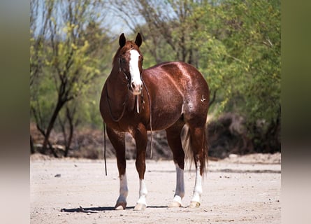 American Quarter Horse, Castrone, 15 Anni, 150 cm, Sauro ciliegia