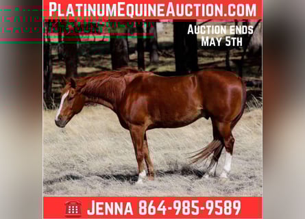 American Quarter Horse, Castrone, 15 Anni, 150 cm, Sauro scuro
