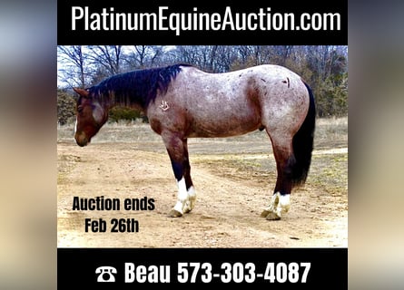 American Quarter Horse, Castrone, 15 Anni, 152 cm, Baio roano