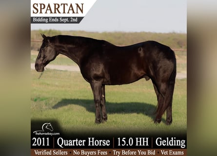 American Quarter Horse, Castrone, 15 Anni, 152 cm, Morello