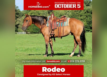 American Quarter Horse, Castrone, 15 Anni, 152 cm, Pelle di daino