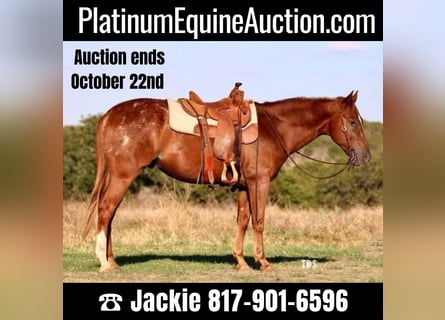 American Quarter Horse, Castrone, 15 Anni, 152 cm, Roano rosso
