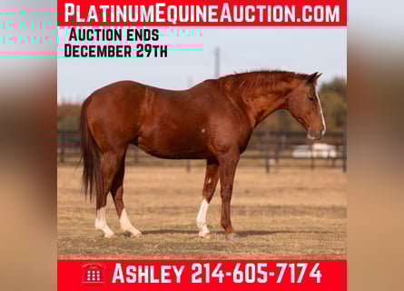 American Quarter Horse, Castrone, 15 Anni, 152 cm, Sauro scuro