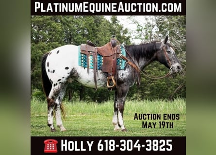 American Quarter Horse, Castrone, 15 Anni, 152 cm, Sauro scuro