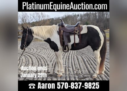 American Quarter Horse, Castrone, 15 Anni, 152 cm, Tobiano-tutti i colori