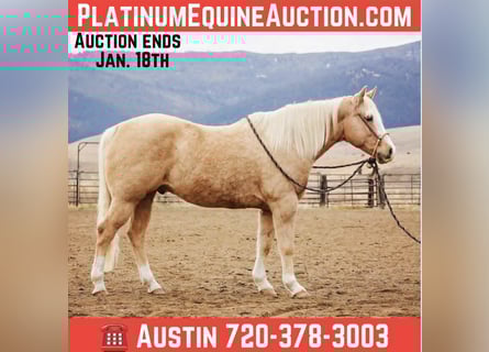 American Quarter Horse, Castrone, 15 Anni, 155 cm, Palomino