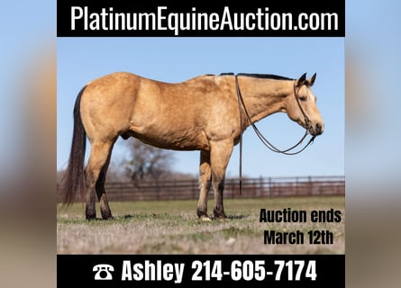 American Quarter Horse, Castrone, 15 Anni, 155 cm, Pelle di daino
