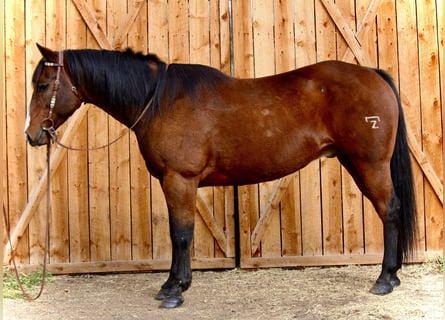 American Quarter Horse, Castrone, 15 Anni, 157 cm, Baio ciliegia