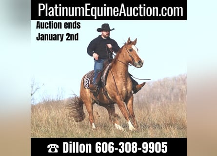 American Quarter Horse, Castrone, 15 Anni, 157 cm, Palomino