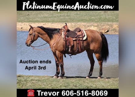 American Quarter Horse, Castrone, 15 Anni, 165 cm, Falbo