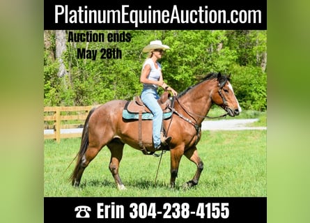 American Quarter Horse, Castrone, 15 Anni, Baio roano