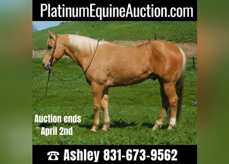 American Quarter Horse, Castrone, 15 Anni, Palomino