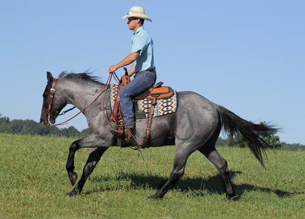 American Quarter Horse, Castrone, 15 Anni, Roano blu