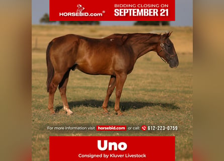 American Quarter Horse, Castrone, 15 Anni, Sauro ciliegia