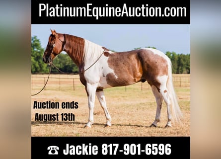 American Quarter Horse, Castrone, 15 Anni, Sauro scuro