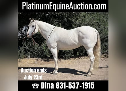 American Quarter Horse, Castrone, 16 Anni, 152 cm, Grigio