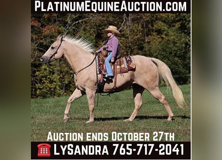 American Quarter Horse, Castrone, 16 Anni, 152 cm, Palomino