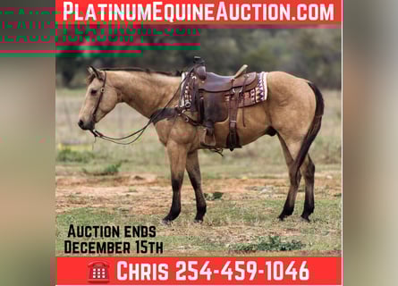 American Quarter Horse, Castrone, 16 Anni, 152 cm, Pelle di daino