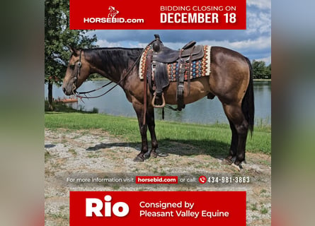 American Quarter Horse, Castrone, 16 Anni, 152 cm, Pelle di daino