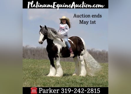 American Quarter Horse, Castrone, 16 Anni, 152 cm, Tobiano-tutti i colori