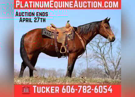 American Quarter Horse, Castrone, 16 Anni, 155 cm, Baio ciliegia