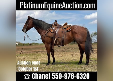 American Quarter Horse, Castrone, 16 Anni, 157 cm, Baio roano