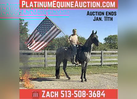 American Quarter Horse, Castrone, 16 Anni, 157 cm, Roano blu