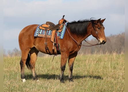 American Quarter Horse, Castrone, 16 Anni, 160 cm, Baio ciliegia