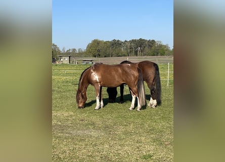 American Quarter Horse Mix, Castrone, 16 Anni, 160 cm, Sauro