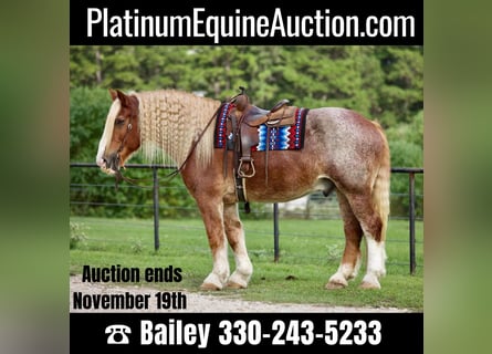 American Quarter Horse, Castrone, 16 Anni, 175 cm, Roano rosso
