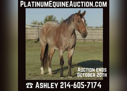 American Quarter Horse, Castrone, 16 Anni, Baio roano