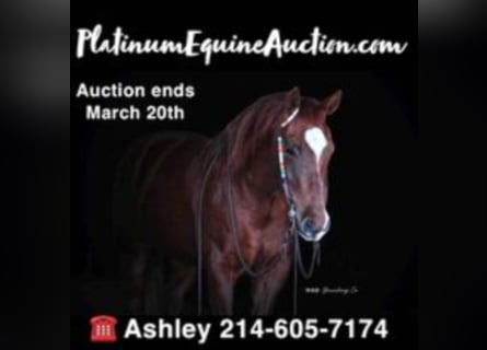 American Quarter Horse, Castrone, 16 Anni, Sauro ciliegia