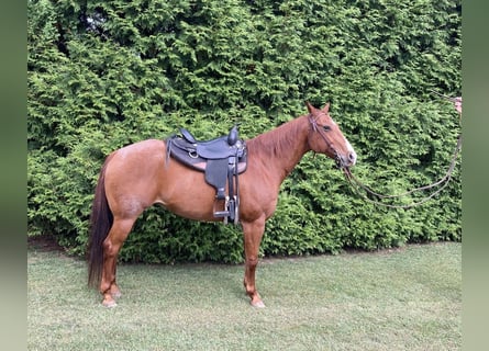 American Quarter Horse, Castrone, 17 Anni, 155 cm, Roano rosso