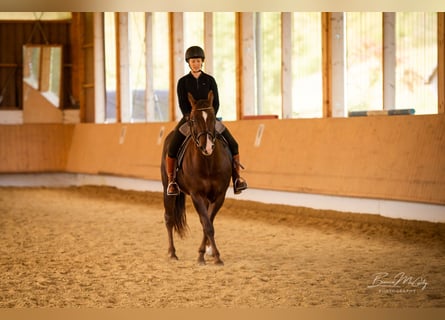 American Quarter Horse, Castrone, 17 Anni, 155 cm, Sauro scuro