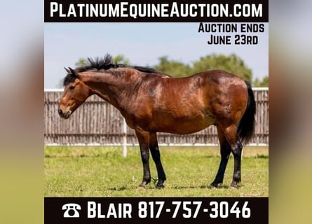 American Quarter Horse, Castrone, 17 Anni, 157 cm, Baio ciliegia