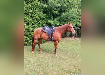 American Quarter Horse, Castrone, 17 Anni, 163 cm, Roano rosso