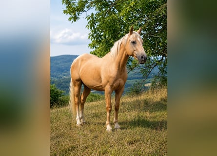 American Quarter Horse Mix, Castrone, 18 Anni, 151 cm, Palomino