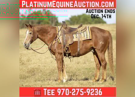 American Quarter Horse, Castrone, 19 Anni, 150 cm, Sauro ciliegia
