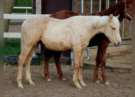 American Quarter Horse, Castrone, 1 Anno, 150 cm, Palomino