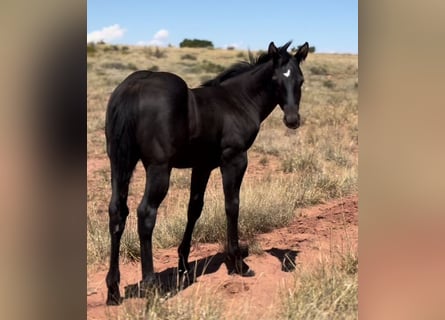 American Quarter Horse, Castrone, 1 Anno, 152 cm, Morello