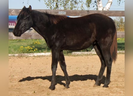 American Quarter Horse, Castrone, 1 Anno, 160 cm, Baio scuro